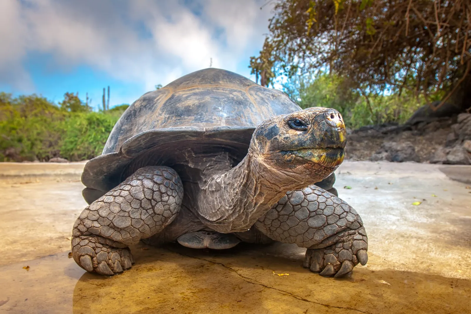 Galápagos-Riesenschildkröte