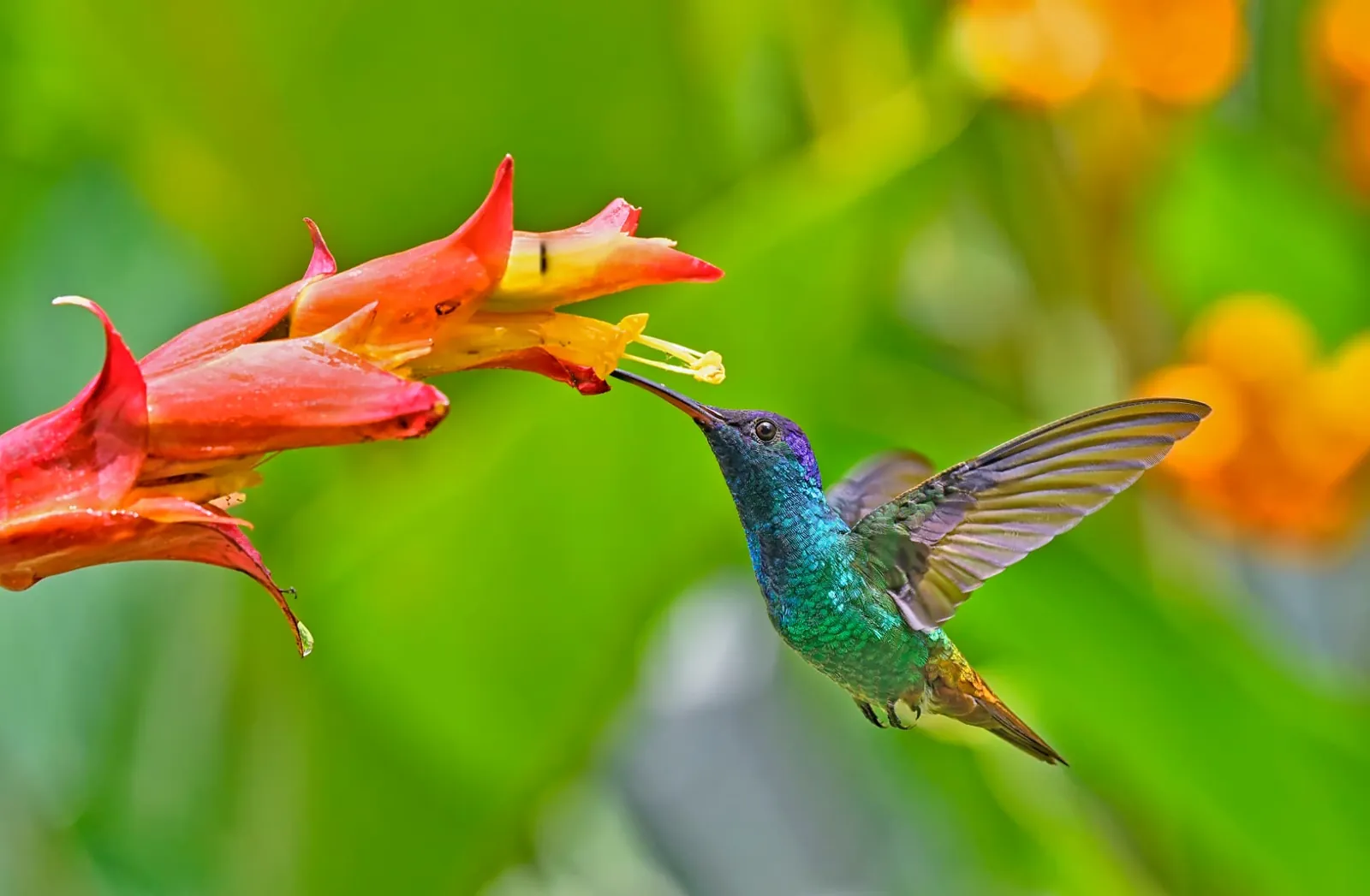 Kolibri an einer Blüte