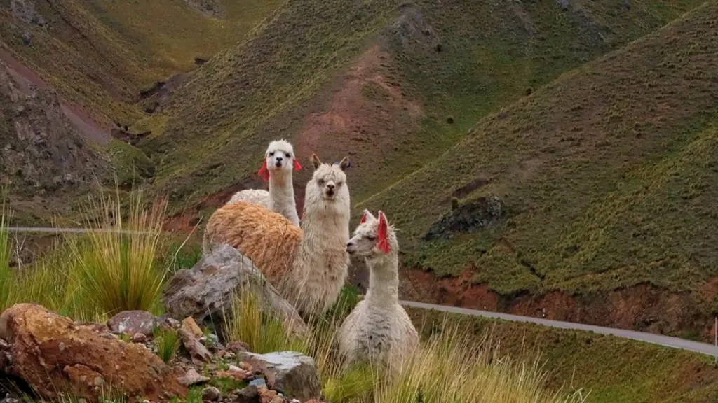 Lamas in einer Andenlandschaft